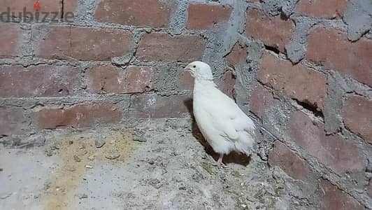 سمان شغال دكر واربعه نتي بيبيضوا