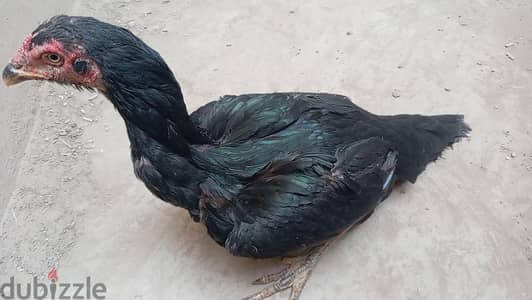 تلاته فراخ هندي مستوى عالي شغالين
