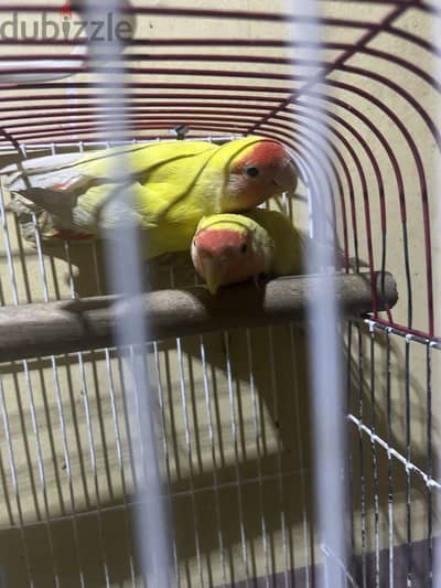 عصافير للبيع