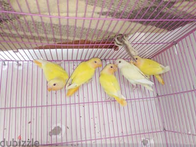 روز واستراليا