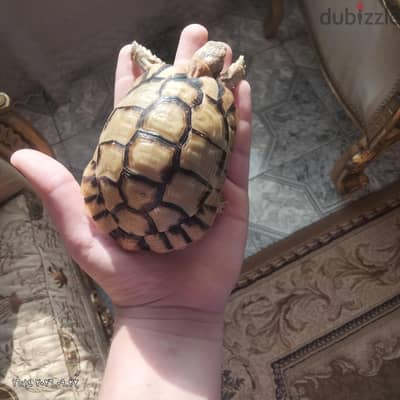 سلحفاه صحراوي المصري