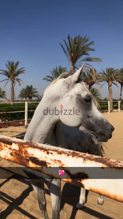 حصان عربي من غير ورق فحل ركوب ما شاء الله ربنا يبارك لصاحب النصيب