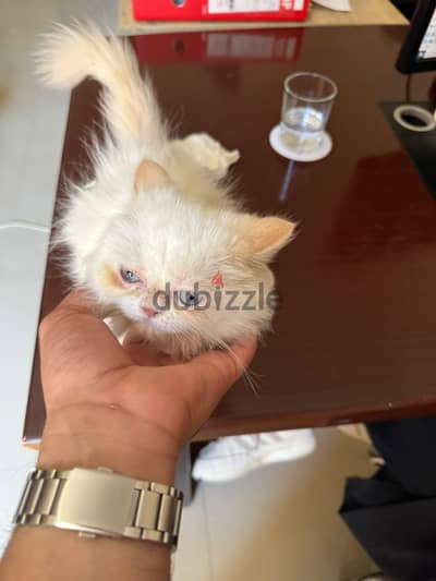 بنت هيمالايا اورنج بسعر رمزي