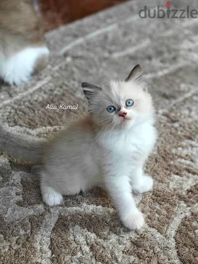 Seal bicolor Ragdoll راغدول راجدول