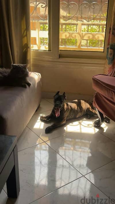 Female presa canario puppy for sale near AUC Female presa canario puppy for sale near AUC