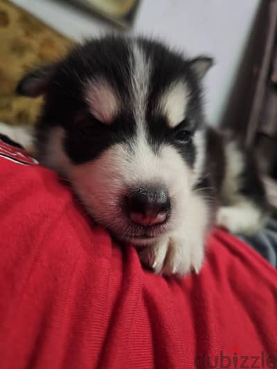 Husky puppy for sale Husky puppy for sale
