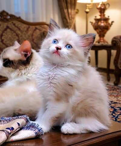 قطه راغدول