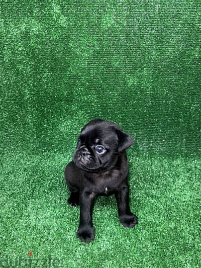 متاح اخر  بنوتة بج • pug puppies