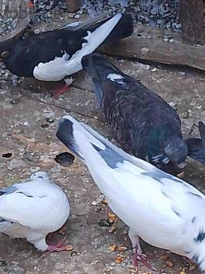 حمام للبيع