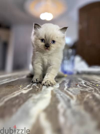 Pure gray Himalayan Kitten 45 days blue eyes