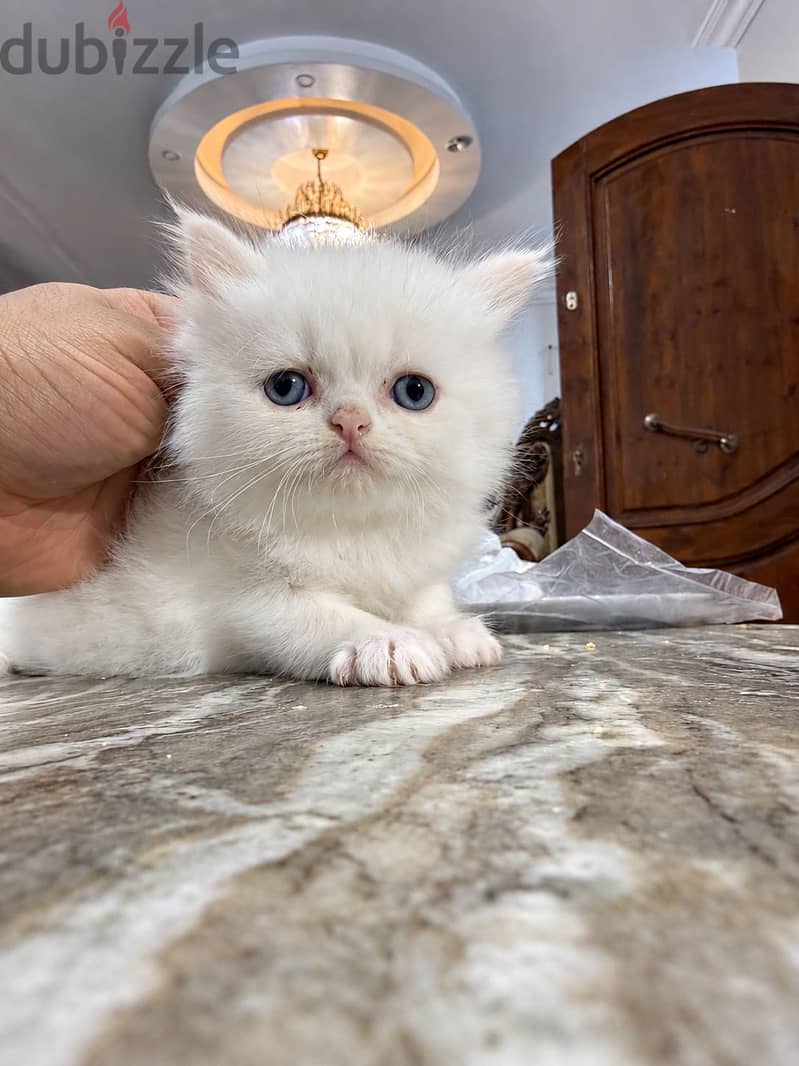 Orange Himalayan kitten blue eyes 2