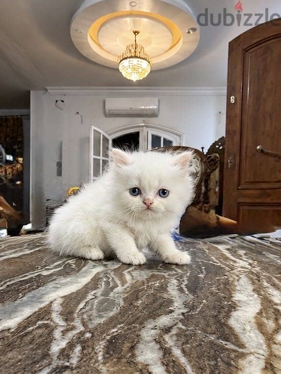 Orange Himalayan kitten blue eyes 1