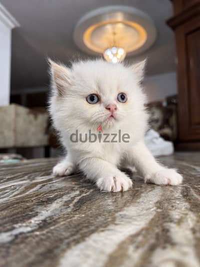Orange Himalayan kitten blue eyes