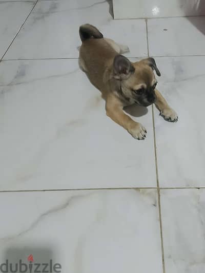 كلب BUG