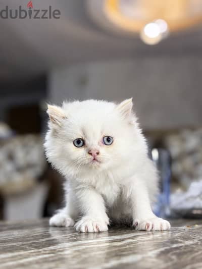 Himalayan Kitten blue and eyes