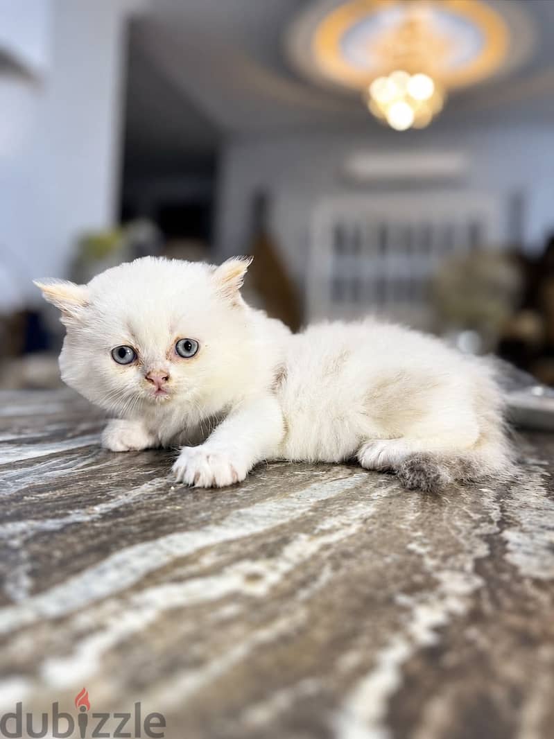 Himalayan Kitten blue and eyes 1