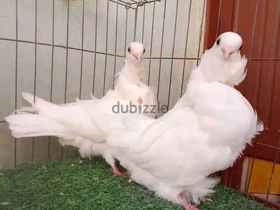 بومه صيني كورك