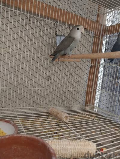 روز جرين