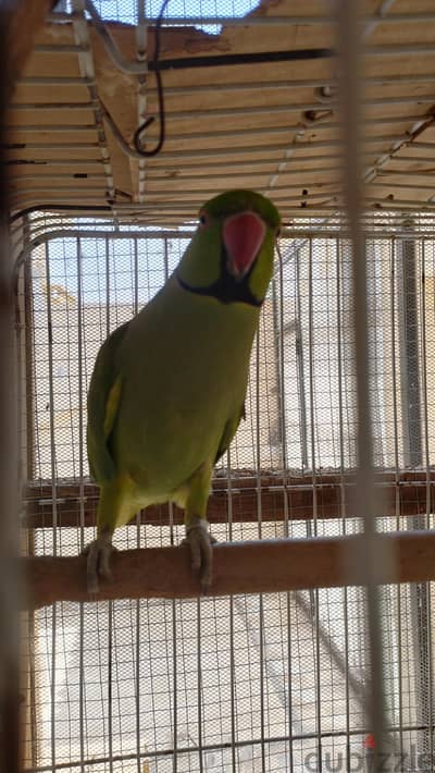 دره هندي