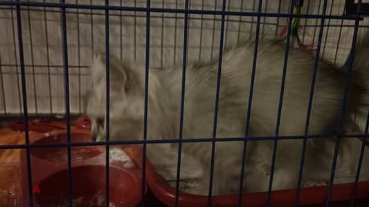 Persian cat moon face