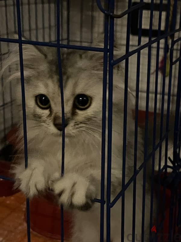 Persian cat moon face 1