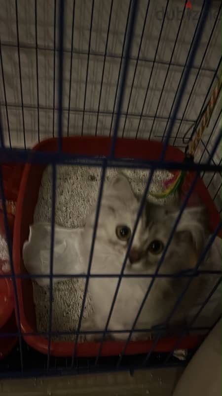 Persian cat moon face 2