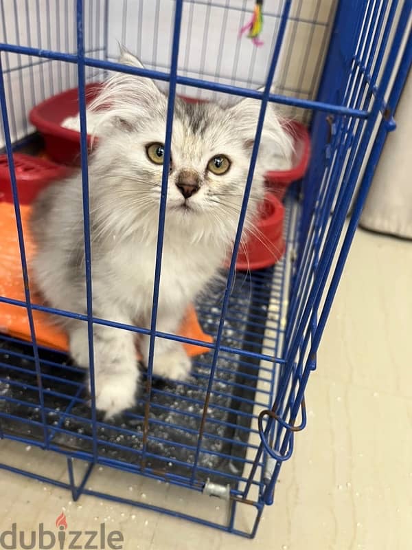 Persian cat moon face 3