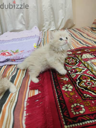 احلي دباديب هاف بيكي مستويات تحفة