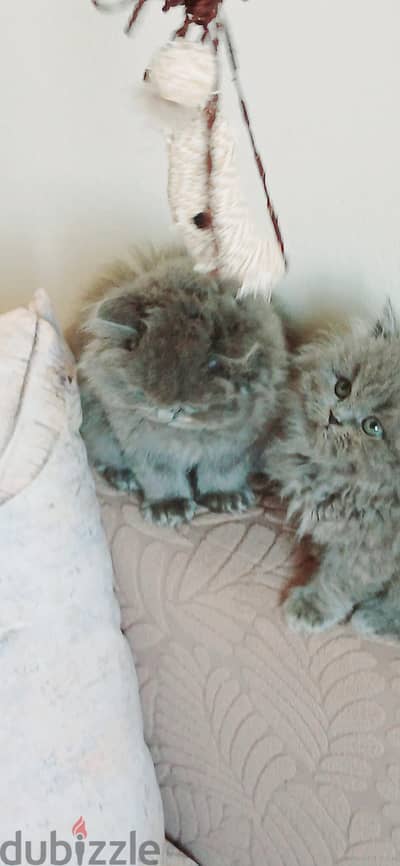 British long hair 47 days used litter box// 01014794352//