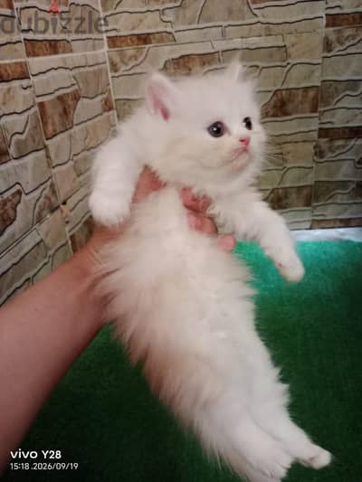 قطه بنوته مون فيس