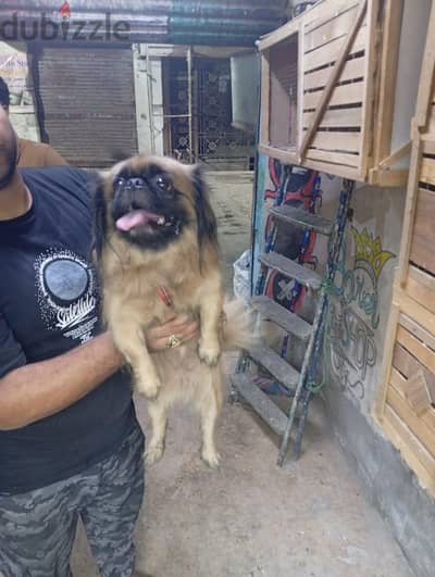 كلبه بكينيز