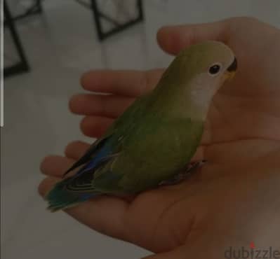 مطلوب فرخ روز أو فيشر ع ٢٥