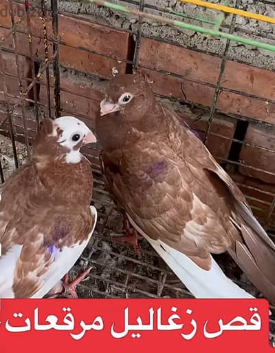 قص مرقع غزار مستوي قوي جدا وأهالى حديد في النش
