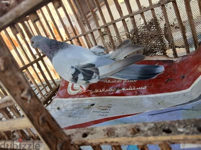 حمام لي التصفية