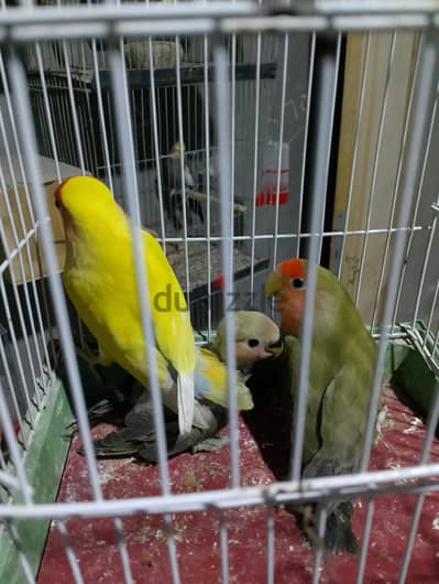 عصفور روز