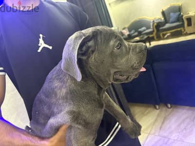 جرو انثى كين كورسو  (Cane Corso puppy)