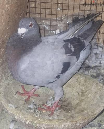 نتايه شومر