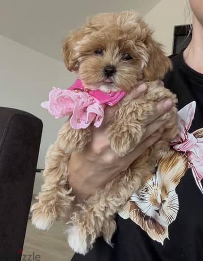 Poodle-maltipoo_puppy