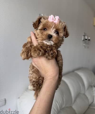 maltipoo puppy