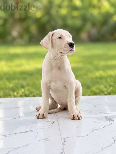 dogo Argentino puppy جراوي دوجو ارجنتينو