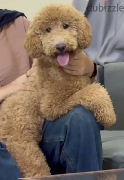 Poodle  15 Month For Sale