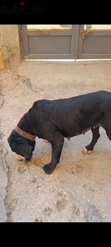 cane corso  كين كورسو
