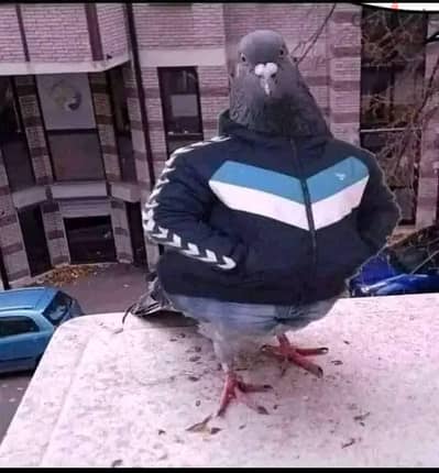 آبل - آيفون 12 برو