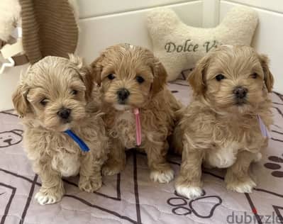 Maltipoo - toy poodle مالتي بو - توي بودل