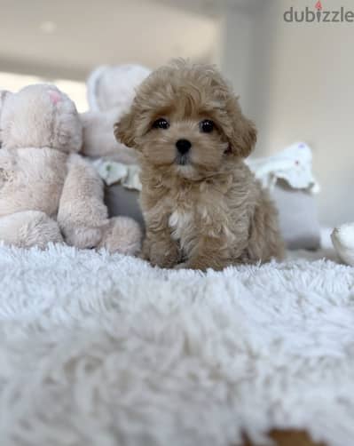 Maltipoo- toy poodle مالتي بو - توي بودل