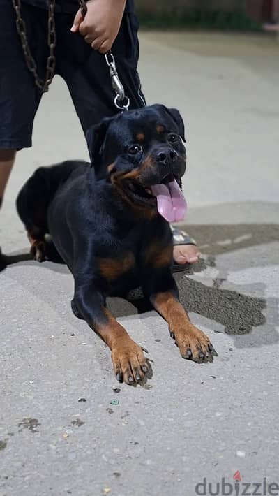 دكر روتفايلر تقليب عالي ( Rottweiler ) طاعة وشراسة بالأمر