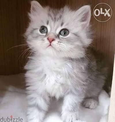 قط شيرازي 47 يوم يرجي الاتصال علي 01094843595
