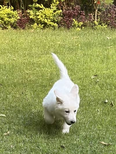 White german shepherd puppy