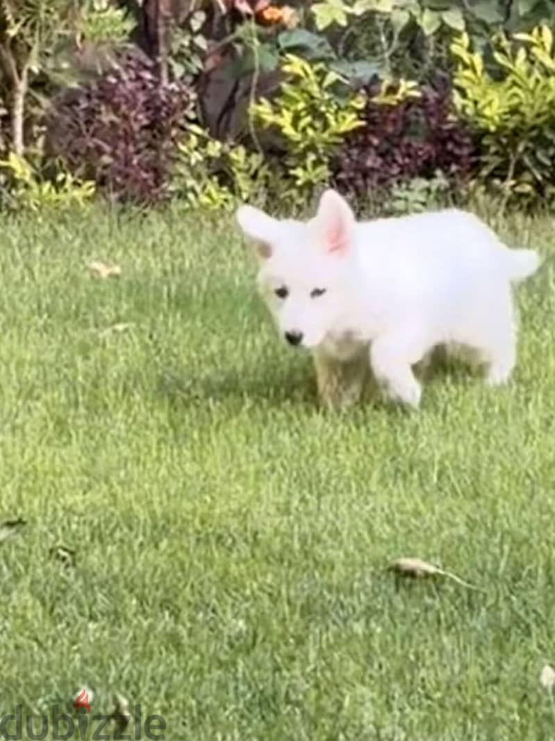 White german shepherd puppy 1