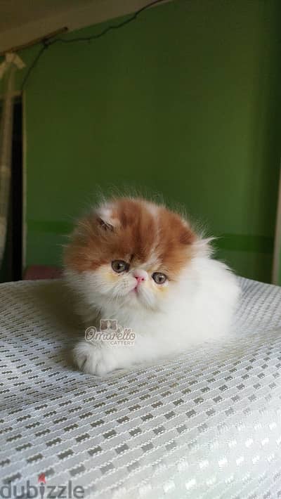 قط ذكر ڤان ريد زورار 50 يوم